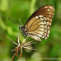 Papilio clytia Linnaeus, 1758